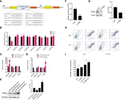 Corrigendum: CircRNA75 and CircRNA72 Function as the Sponge of MicroRNA-200 to Suppress Coelomocyte Apoptosis Via Targeting Tollip in Apostichopus japonicus